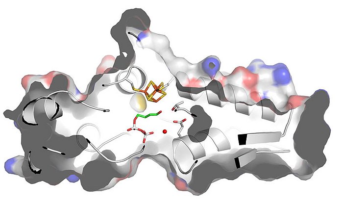Nahaufnahme des  aktiven Zentrums von IspH, in dem ein Reaktionspartner gebunden ist. (Bild: TUM)