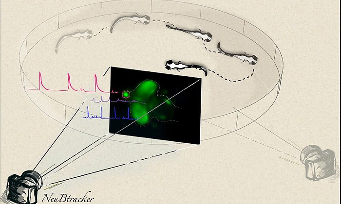 Mit dem neuen "Open-Source"-Mikroskop NeuBtracker lassen sich Nervenaktivitäten während des natürlichen Bewegungsverhaltens von Zebrafischen beobachten. (Bild: A. Lauri / TUM)