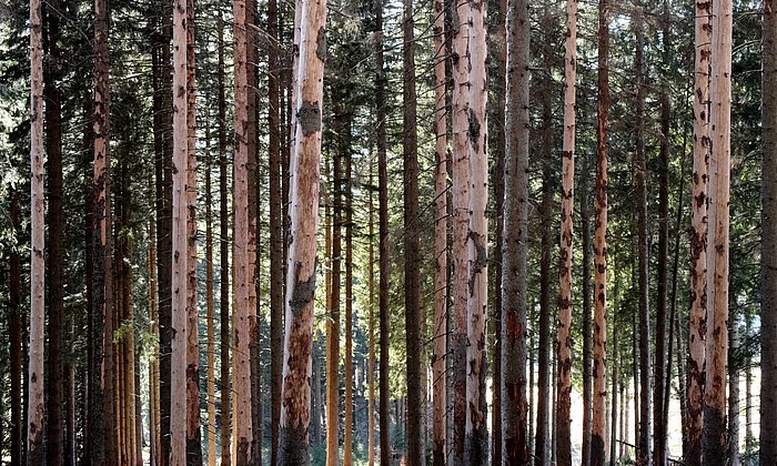 Baumstämme mit deutlich sichtbaren Borkenkäferschäden: Große Bereiche der Rinde fehlen, die Stämme wirken stark geschädigt