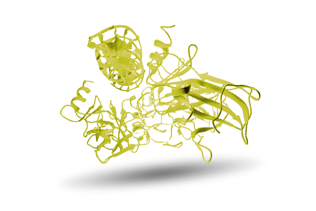 Protein p53