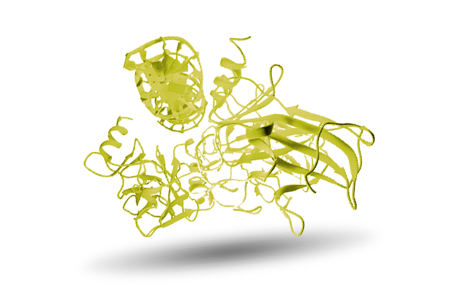 Protein p53