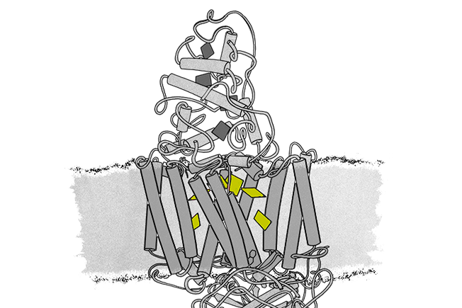 Drawing of a photosynthetic reaction center