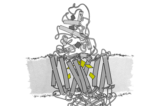 Zeichnung eines photosynthetischen Reaktionszentrums