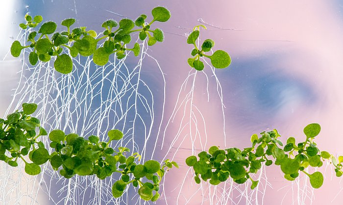 Im Vordergrund sind einige kleine Pflanzen zu sehen, die ohne Erde auf einer Glasscheibe liegen. Sie haben viele, seitlich ausscherende Wurzeln. Im Hintergrund sieht man, dass eine Frau diese Pflanzen begutachtet.