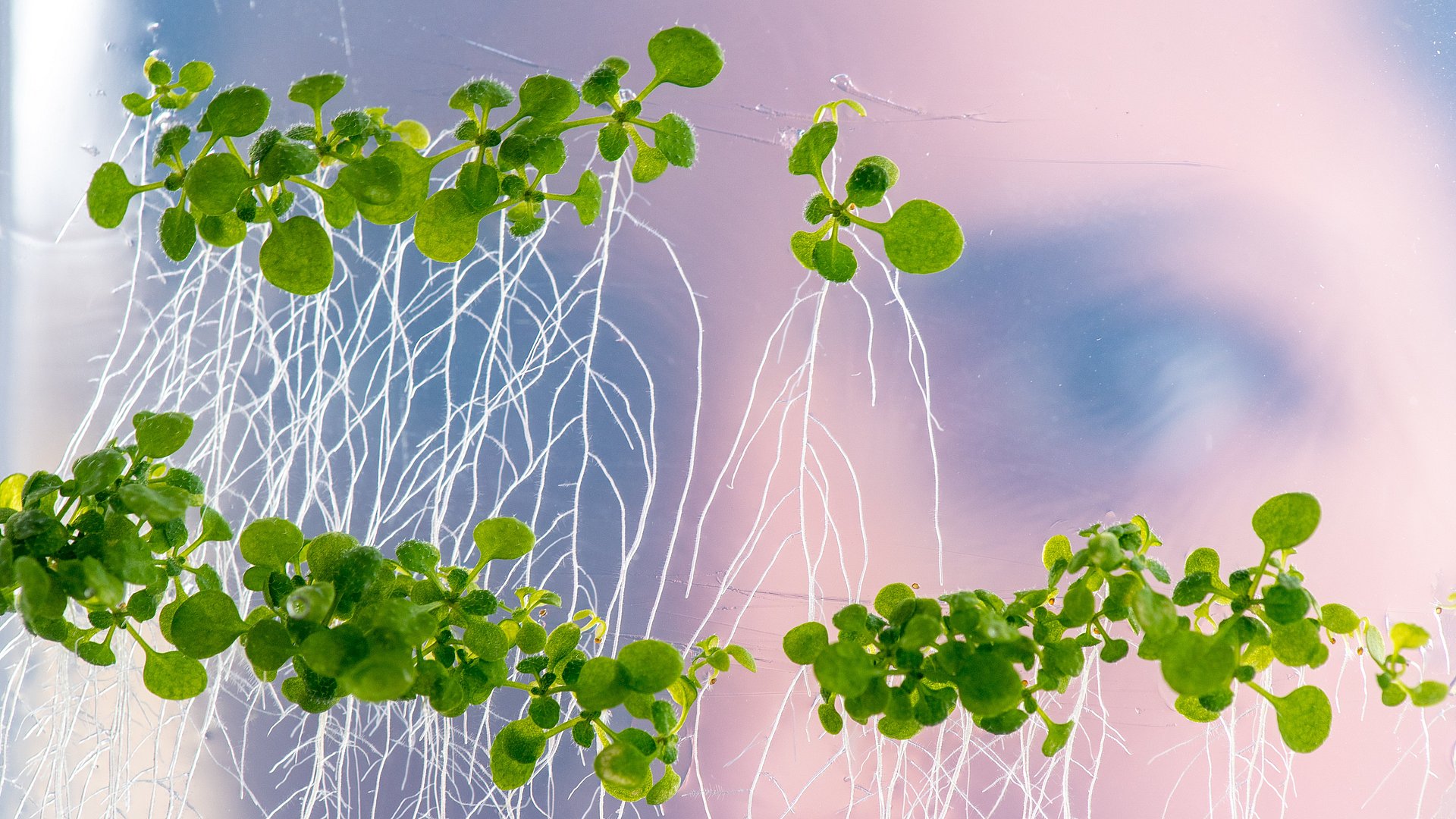 Im Vordergrund sind einige kleine Pflanzen zu sehen, die ohne Erde auf einer Glasscheibe liegen. Sie haben viele, seitlich ausscherende Wurzeln. Im Hintergrund sieht man, dass eine Frau diese Pflanzen begutachtet.