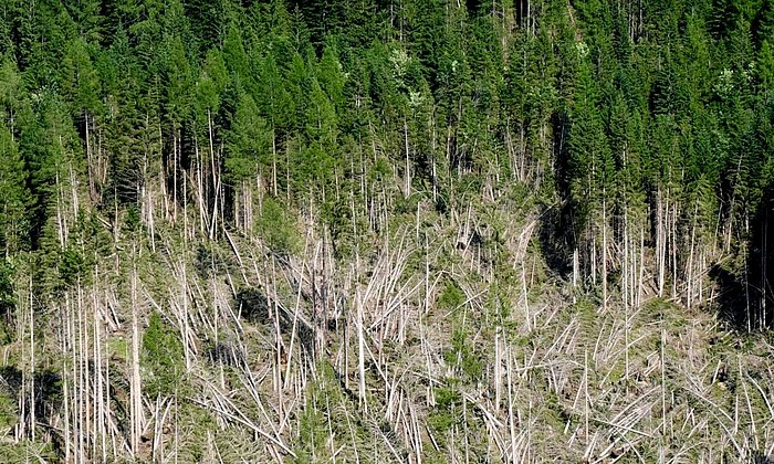 Sturmschäden an einem Wald