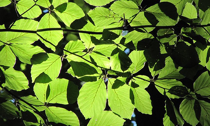 Für die Studie wurden an über tausend Standorten in Mitteleuropa Langzeitbeobachtungen an vorherrschenden Baumarten durchgeführt wie etwa an Buchen. (Foto: Stefanie Ederer)