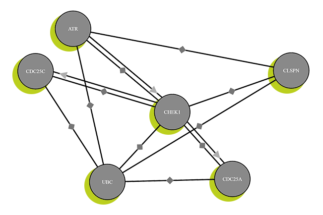 Interaktionsnetzwerk von Proteinen – Visualisierung mittels der Datenbank Proteomics DB 