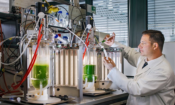Prof. Thomas Brück bei der Probenentnahme am Photobiorektor am Werner Siemens Lehrstuhl für Synthetische Biotechnologie. Diese Bioreaktoren nutzten die Forschenden, um Biomasse der untersuchten Cyanobakterien-Stämme zu produzieren. 
