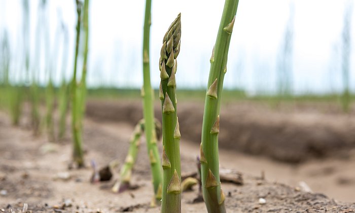 Nahaufnahme von grünem Spargel, der aus der Erde sprießt.