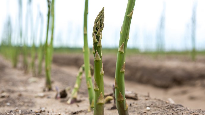 Nahaufnahme von grünem Spargel, der aus der Erde sprießt.