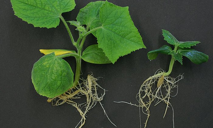 Das Foto zeigt, wie wichtig Brassinosteroide für die Entwicklung von Pflanzen sind: Ein Mangel des Pflanzenhormons (rechts) führt zu Wachstumsstörungen, hier bei Gurkenpflanzen.