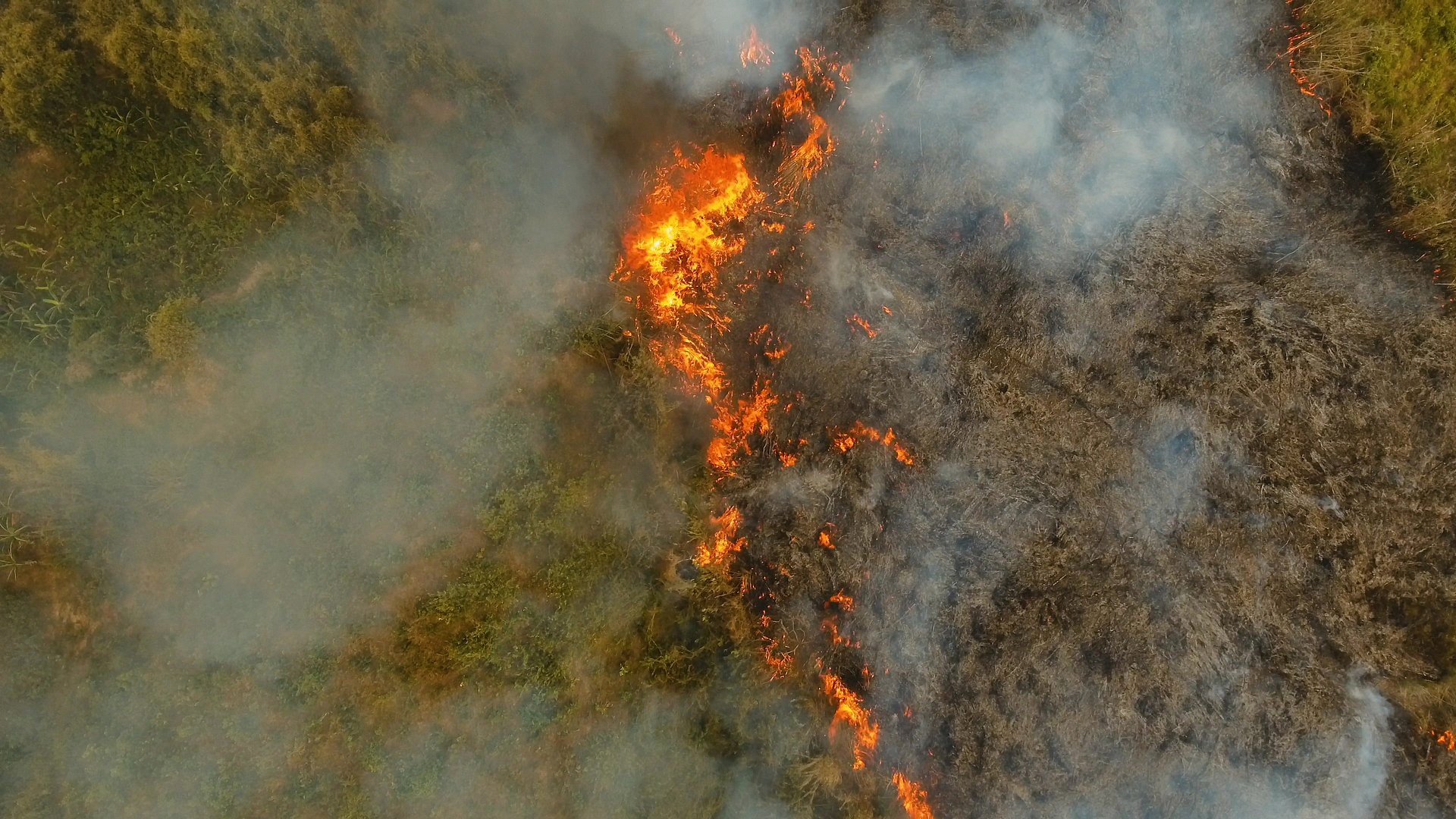 Forest fire from above