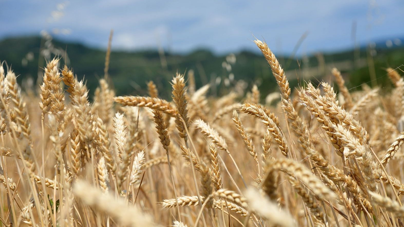 Weizenfeld