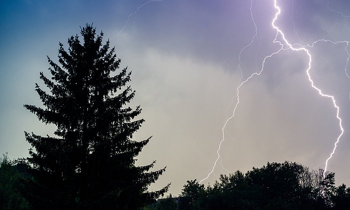 Blitze über Bäumen