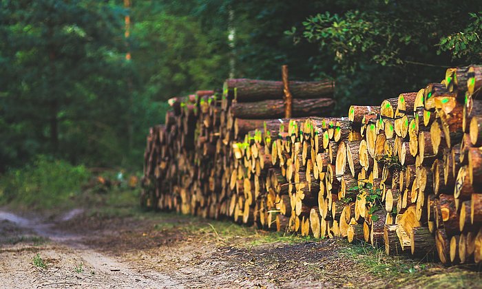 Holzstämme am Wegrand aufeinander gestapelt.