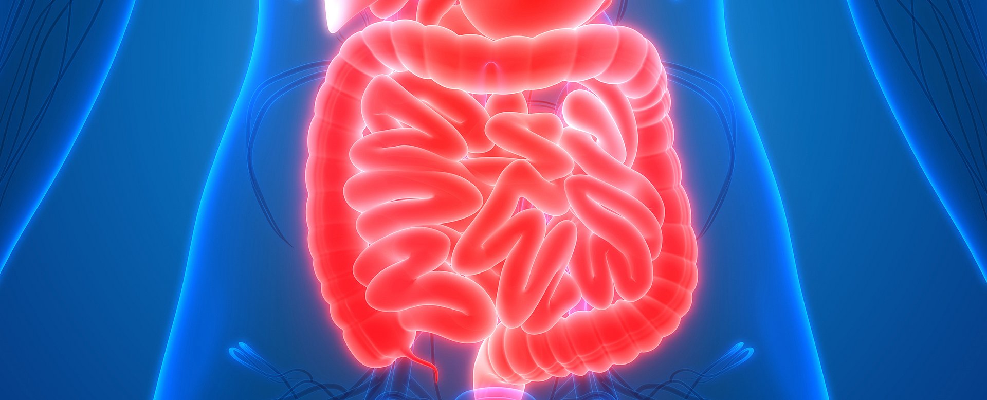 Das Darmhormon Sekretin hat eine neu entdeckte, zusätzliche Funktion: Es aktiviert das Energie verbrauchende Braune Fettgewebe – der Darm spricht sozusagen mit dem Gehirn und meldet darüber, dass Sättigung eingesetzt hat. (Foto: iStock/ magicmine)