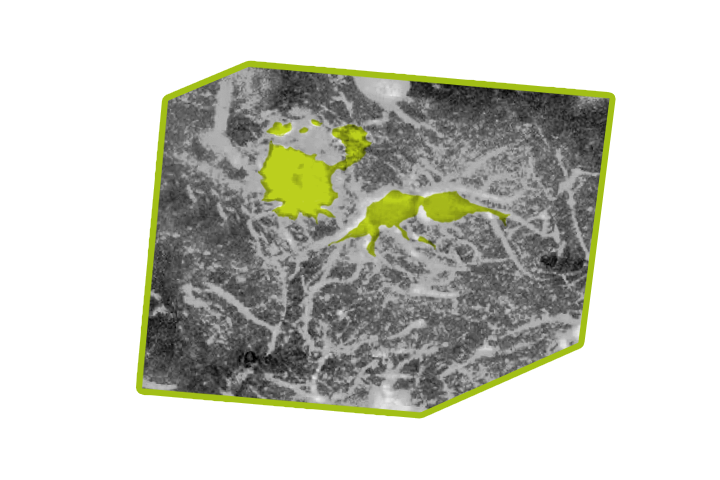 Zwei-Photonen-Bild einer Nervenzelle als grafische Darstellung