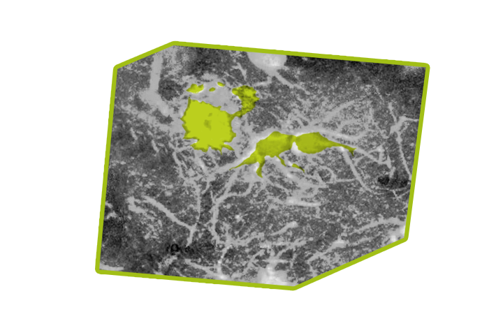 Two-photon image of a neuron shown as a graphical representation