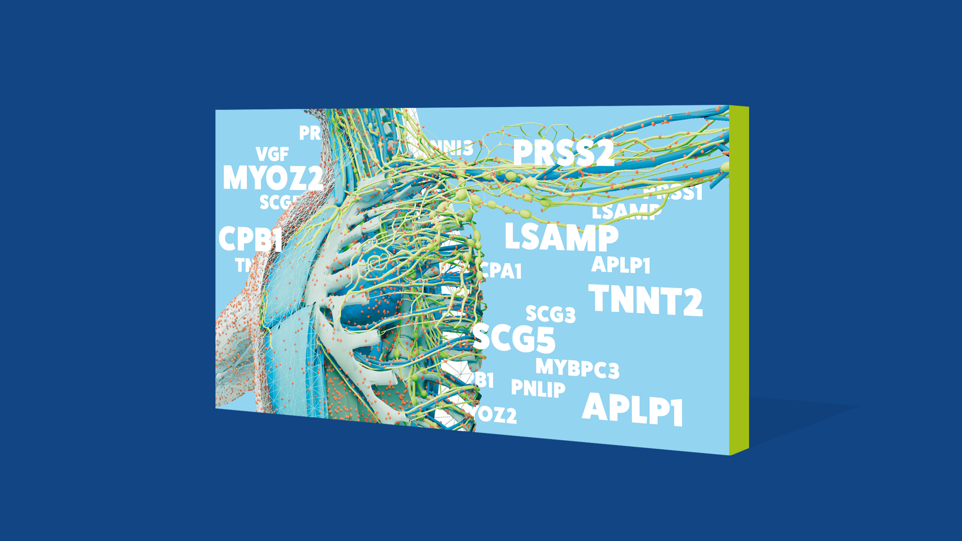 Grafische Darstellung einer ‚Protein-Landkarte' des menschlichen Körpers