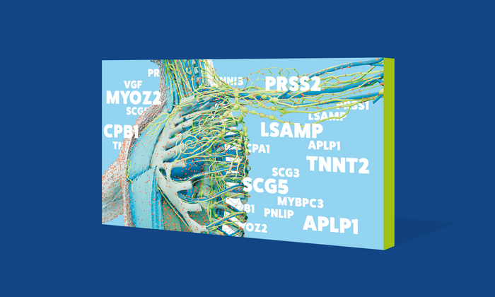 Grafische Darstellung einer ‚Protein-Landkarte' des menschlichen Körpers