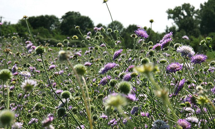 Die Acker-Witwenblume (Knautia arvensis) zeigt ausgeprägte genetische Unterschiede zwischen Nord- und Süddeutschland und zusätzlich noch regionale Anpassung. (Foto: Walter Durka)