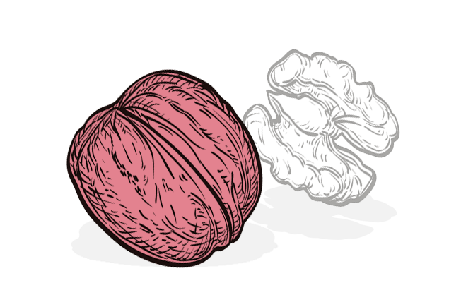 Symbolbild Walnuss: ein Kinderherz hat etwa die Größe einer Walnuss