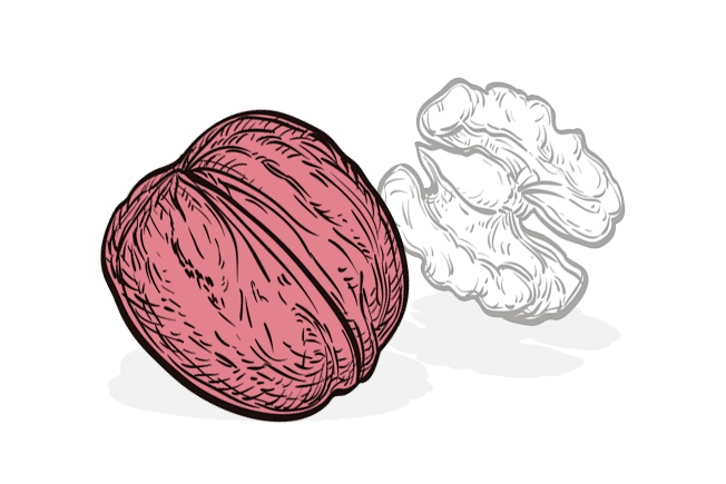 Symbolic walnut image: a child's heart is roughly the size of a walnut