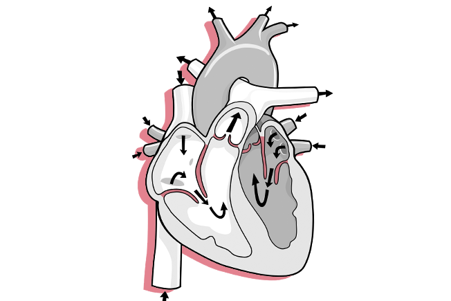 Querschnitt durch ein menschliches Herz als grafische Darstellung