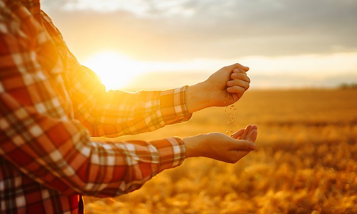 Man standing in front of wheat field in the sunset, holding wheat grains in his hand
