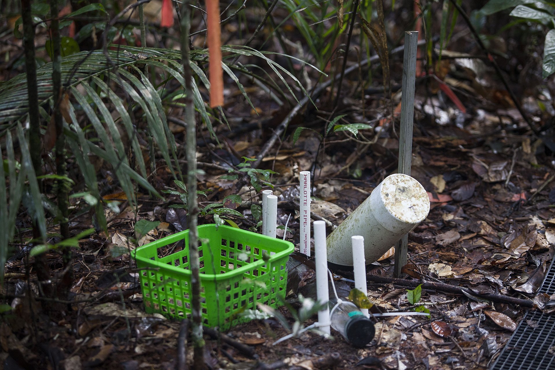 Eine sogenannte Mini-Rhizotronanlage ermöglicht es, das Wurzelwachstum direkt zu beobachten und zu messen.