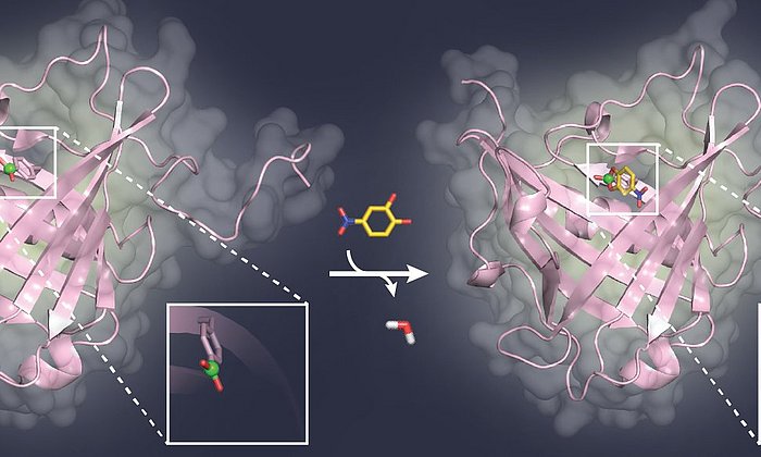 A model sugar ligand (yellow) binds to the boric acid group (green) in the pocket of a binding protein (pink).