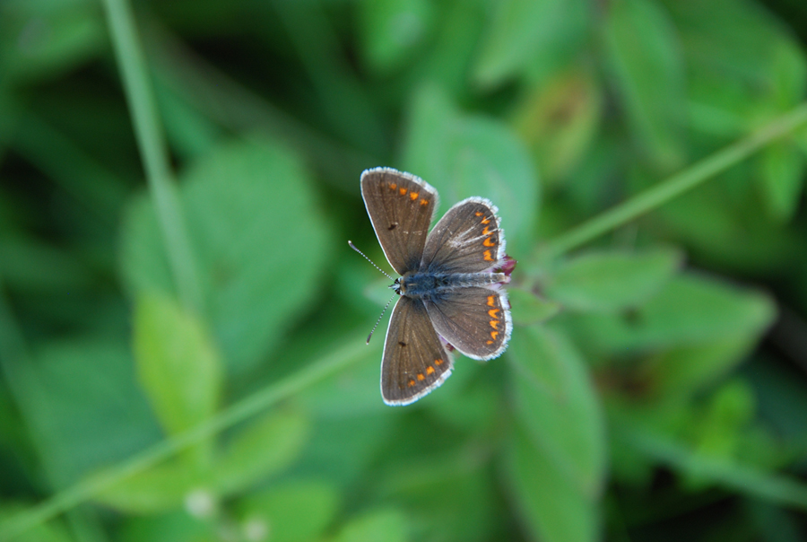 „Die Beobachtung über einen Zeitraum von 200 Jahren bestätigt den allgemeinen Trend, dass spezialisierte Schmetterlingsarten stark rückläufig sind, obwohl sie im Fokus des Naturschutzes stehen“, sagt Dr. Jan Christian Habel. (Foto: TUM/ J. Habel)