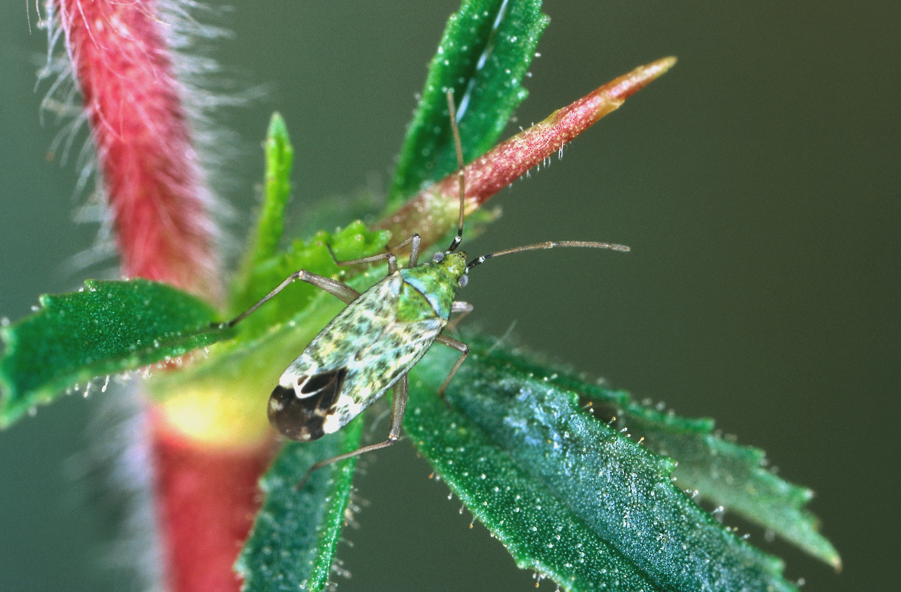 Der Kriechende Hauhechel oder Ononis repens ist eine Wirtspflanze der Weichwanze, die seinen Pflanzensaft aussaugt oder gelegentlich auch Insekten, die an den Drüsenhaaren des Hauhechels kleben. (Foto: Ekkehard Wachmann)