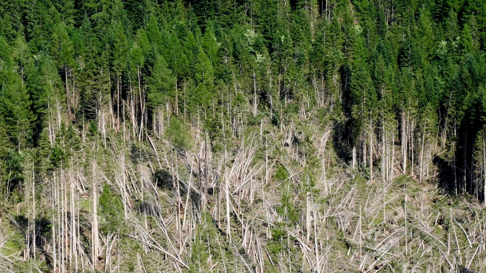 Sturmschäden an einem Wald